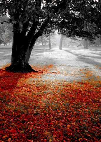 Autumn Contrast White Modern Wood Framed Art Print with Double Matting by PhotoINC Studio