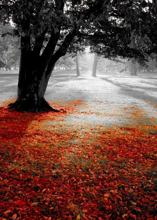 Image Only