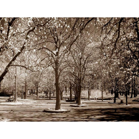 Cherry Tree Park Gold Ornate Wood Framed Art Print with Double Matting by PhotoINC Studio