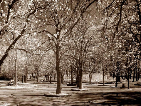 Cherry Tree Park Black Ornate Wood Framed Art Print with Double Matting by PhotoINC Studio