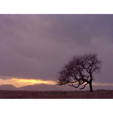 Field Black Modern Wood Framed Art Print by PhotoINC Studio