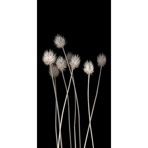 Dried Up Black Modern Wood Framed Art Print by PhotoINC Studio