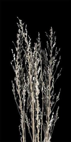 Dried Up White Modern Wood Framed Art Print with Double Matting by PhotoINC Studio