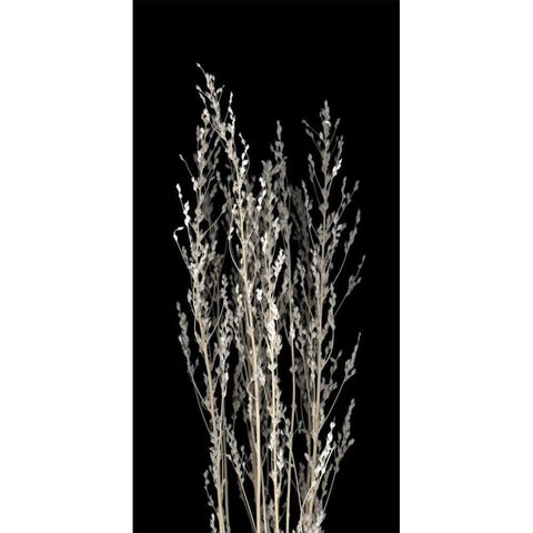 Dried Up White Modern Wood Framed Art Print by PhotoINC Studio