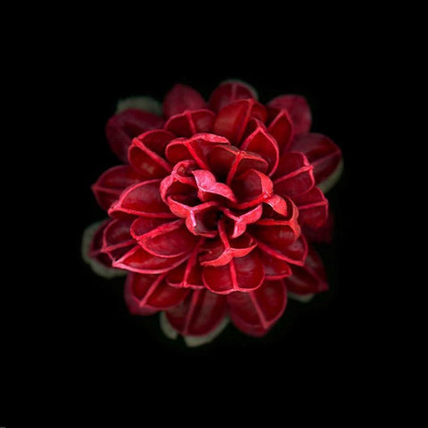 In Red White Modern Wood Framed Art Print by PhotoINC Studio