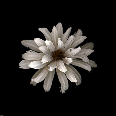 All White White Modern Wood Framed Art Print with Double Matting by PhotoINC Studio