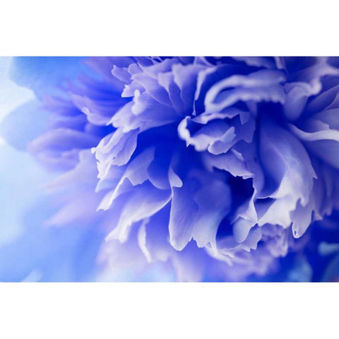 Blue Flower Black Modern Wood Framed Art Print by PhotoINC Studio