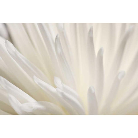 White Flower Black Modern Wood Framed Art Print with Double Matting by PhotoINC Studio