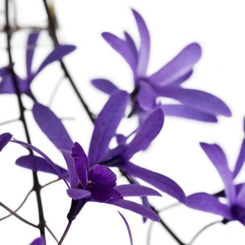 Purple Blossom White Modern Wood Framed Art Print by PhotoINC Studio