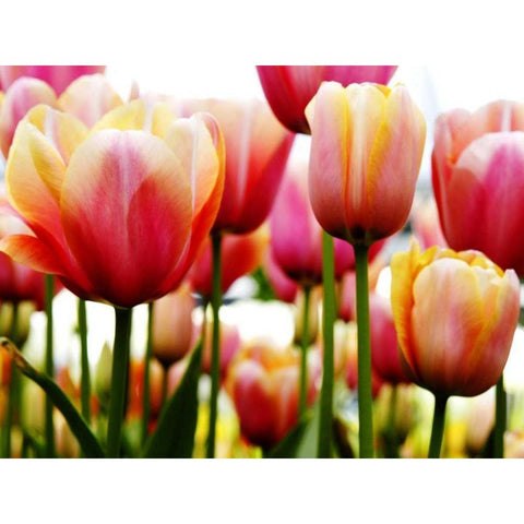 Tulips Black Modern Wood Framed Art Print with Double Matting by PhotoINC Studio