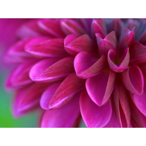 Pink Chrysanthemum Gold Ornate Wood Framed Art Print with Double Matting by PhotoINC Studio
