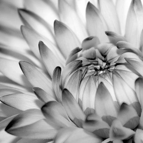 Fibonacci 2 White Modern Wood Framed Art Print by PhotoINC Studio