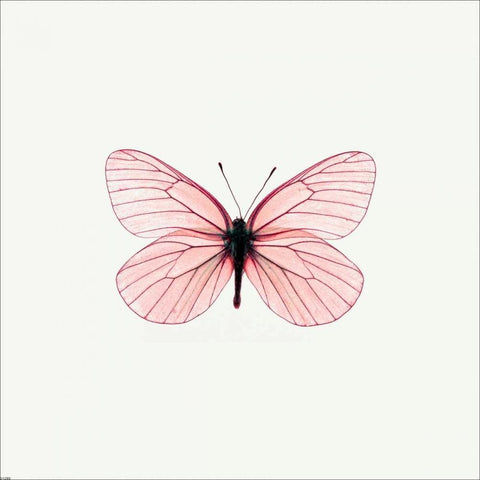 Pink Butterfly Black Modern Wood Framed Art Print by PhotoINC Studio
