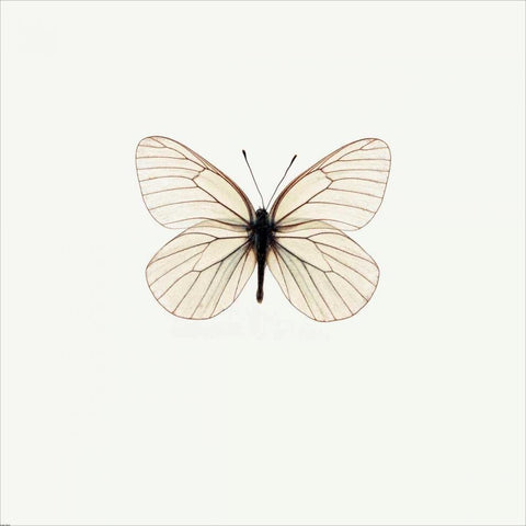 White Butterfly White Modern Wood Framed Art Print with Double Matting by PhotoINC Studio