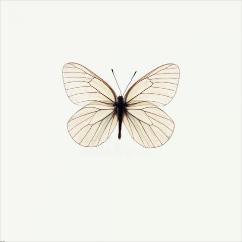 White Butterfly White Modern Wood Framed Art Print by PhotoINC Studio
