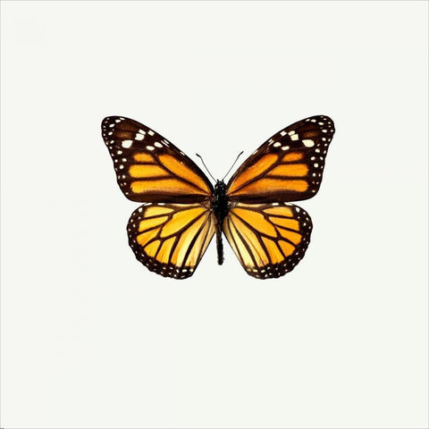 Yellow Butterfly Black Ornate Wood Framed Art Print with Double Matting by PhotoINC Studio