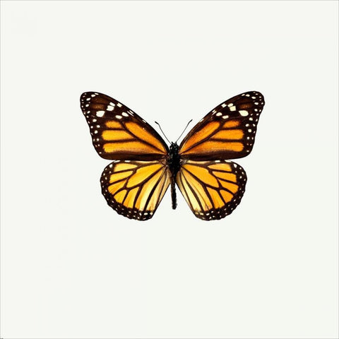 Yellow Butterfly Black Modern Wood Framed Art Print with Double Matting by PhotoINC Studio
