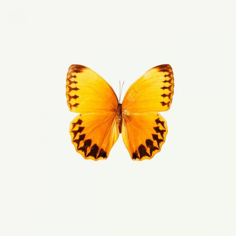 Yellow Butterfly White Modern Wood Framed Art Print with Double Matting by PhotoINC Studio