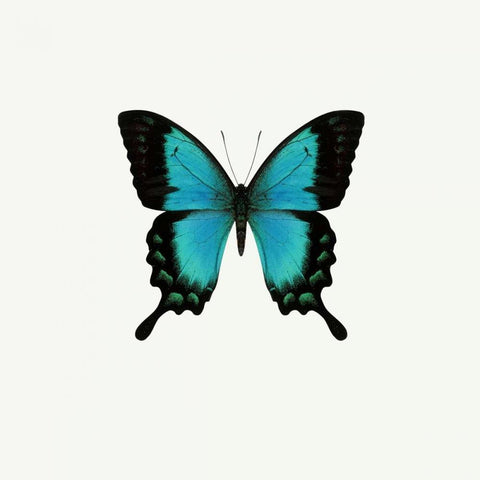 Blue Butterfly White Modern Wood Framed Art Print by PhotoINC Studio