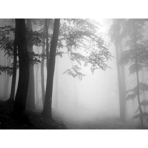 Woods Black Modern Wood Framed Art Print by PhotoINC Studio