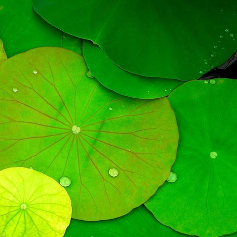 Water Lily White Modern Wood Framed Art Print by PhotoINC Studio