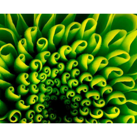 Green Design White Modern Wood Framed Art Print by PhotoINC Studio