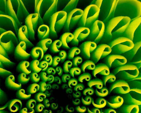 Green Design White Modern Wood Framed Art Print with Double Matting by PhotoINC Studio