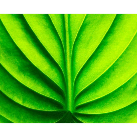 Green Design Gold Ornate Wood Framed Art Print with Double Matting by PhotoINC Studio