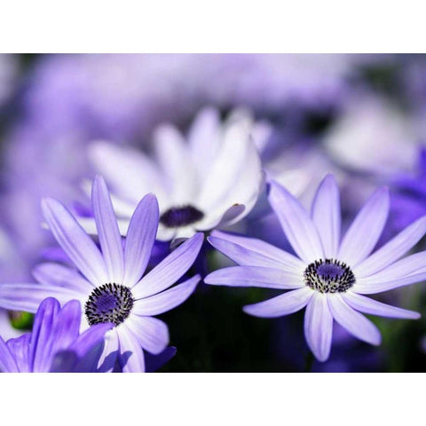 Purple Flowers White Modern Wood Framed Art Print by PhotoINC Studio