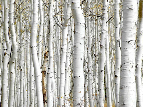 Birch Wood White Modern Wood Framed Art Print with Double Matting by PhotoINC Studio