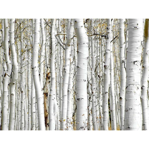 Birch Wood Black Modern Wood Framed Art Print by PhotoINC Studio