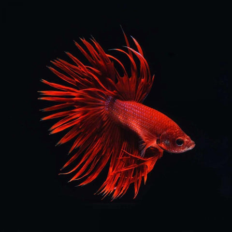 Red Betta Fish Black Modern Wood Framed Art Print with Double Matting by PhotoINC Studio