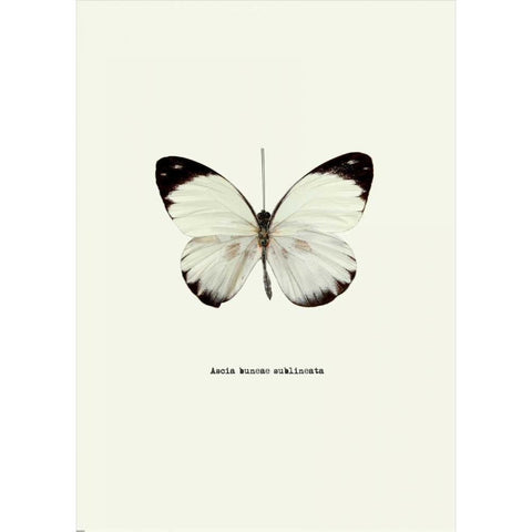 White Butterfly Gold Ornate Wood Framed Art Print with Double Matting by GraphINC