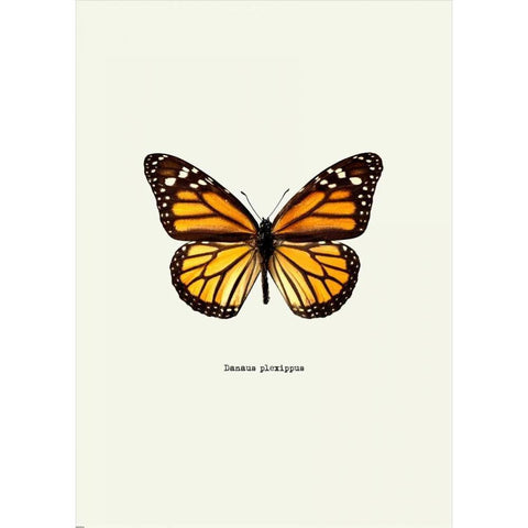 Yellow Butterfly Black Modern Wood Framed Art Print with Double Matting by GraphINC