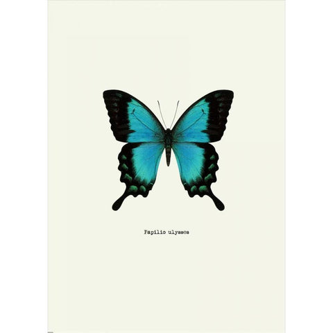 Blue Butterfly Black Modern Wood Framed Art Print with Double Matting by GraphINC