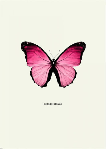 Pink Butterfly White Modern Wood Framed Art Print with Double Matting by GraphINC