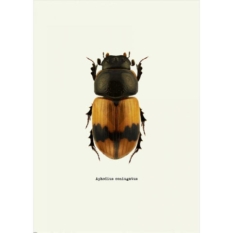 Beetle Orange Black Modern Wood Framed Art Print with Double Matting by GraphINC