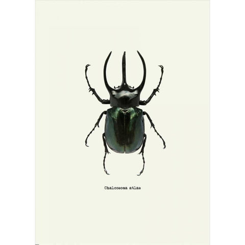 Beetle Black White Modern Wood Framed Art Print by GraphINC