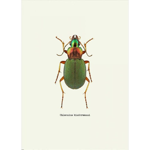 Beetle Green White Modern Wood Framed Art Print by GraphINC