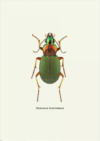 Beetle Green Black Ornate Wood Framed Art Print with Double Matting by GraphINC