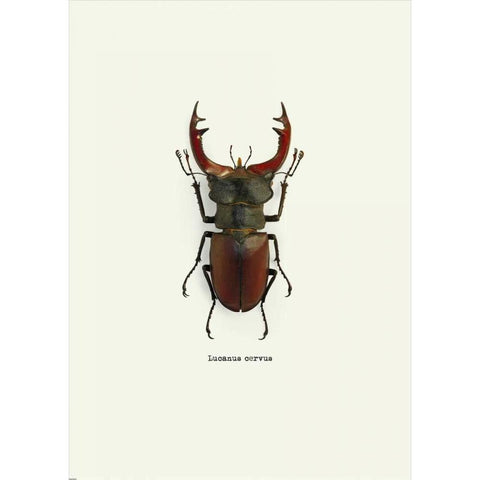 Beetle Red Black Modern Wood Framed Art Print with Double Matting by GraphINC