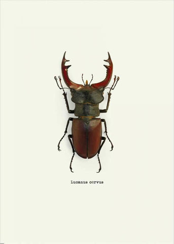 Beetle Red White Modern Wood Framed Art Print with Double Matting by GraphINC