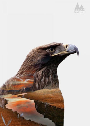 Eagle Black Ornate Wood Framed Art Print with Double Matting by Clean Nature