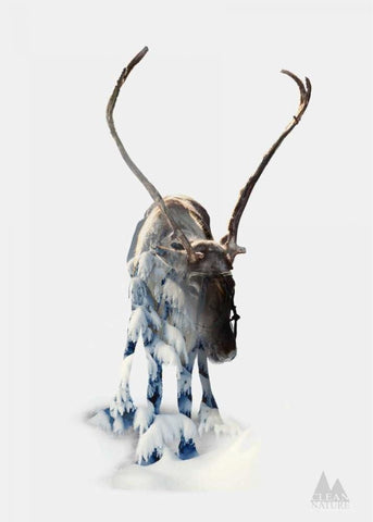 Moose White Modern Wood Framed Art Print with Double Matting by Clean Nature
