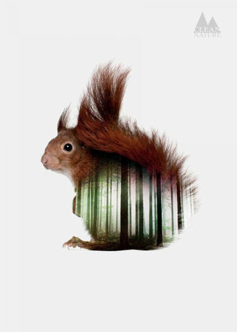 Squirrel Black Ornate Wood Framed Art Print with Double Matting by Clean Nature
