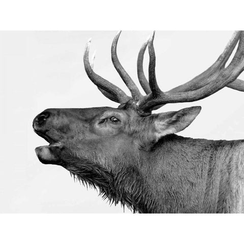Deer White Modern Wood Framed Art Print by PhotoINC Studio