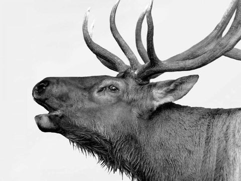 Deer Black Ornate Wood Framed Art Print with Double Matting by PhotoINC Studio
