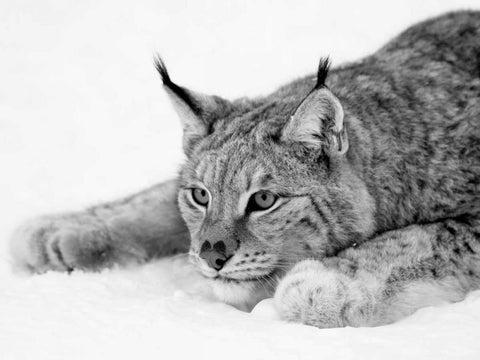 Lynx Black Ornate Wood Framed Art Print with Double Matting by PhotoINC Studio