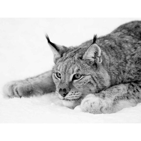 Lynx Black Modern Wood Framed Art Print by PhotoINC Studio