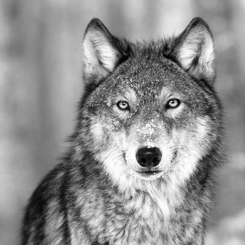 Wolf Black Modern Wood Framed Art Print by PhotoINC Studio